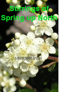Stirrings of Spring up North