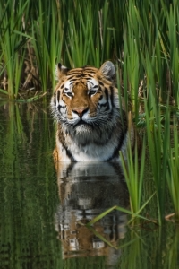 The Tiger Cat