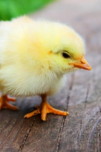Act of the Disappearing Chick