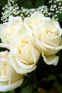 A Well of White Roses
