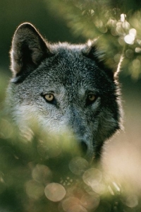 Little Red Riding Hood: An Wolf's Perspective
