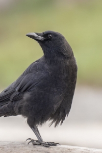 Crows: A Misunderstood Bird