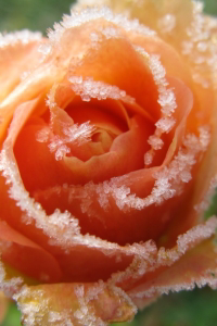The Frosted Rose